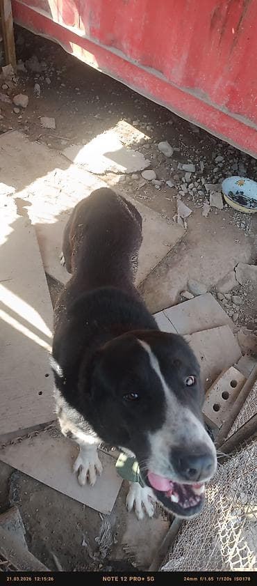 Собака крупной породы (похожа на среднеазиатского овчарку/алабая)