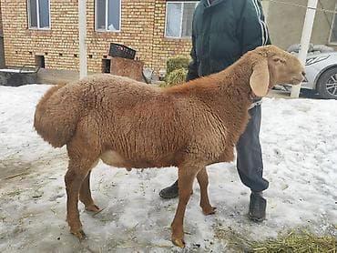 цена барана бишкек: Сатам | Ургаачы кой (ургаачы) | Көбөйтүү үчүн | Ургаачы — 1