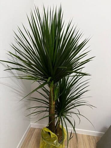 круглый аквариум: Драцена маргината (Dracaena marginata), комнатное дерево с двумя — 2