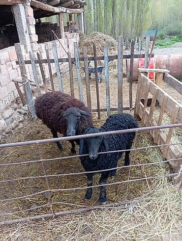 улей для пчел: Продаю | Овца (самка) | Для разведения — 3