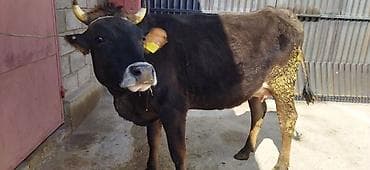 Үй жаныбарлары үчүн товарлар: Сатам | Уй (ургаачы) | Сүт алуу үчүн | Музоологондон кийин — 6