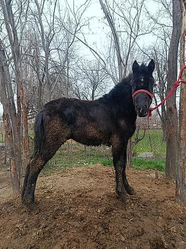 Продаю | Жеребенок | Рабочий