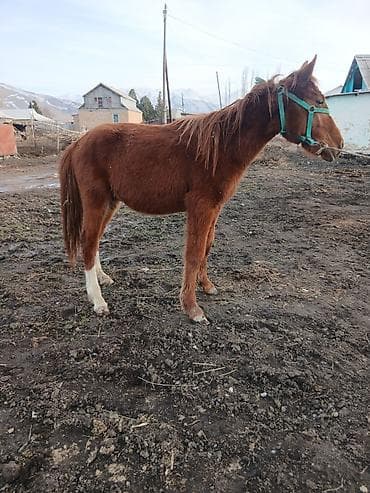 трава для животных: Продаю | Жеребенок | Дончак | На забой, Рабочий — 3