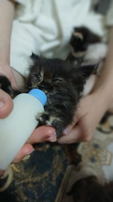 вязка коты: 2 месяца, Девочка — 4
