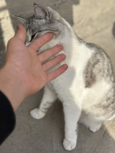 рэгдолл купить: Домашний кот с серебристым тигровым окрасом - Окрас — 3