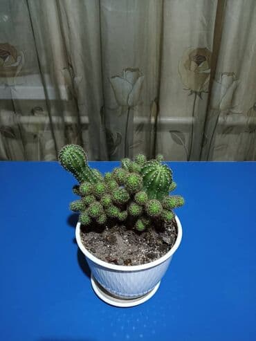 эшик дома: Комнатные растения в горшках (на фото): 1) Бегония — 3