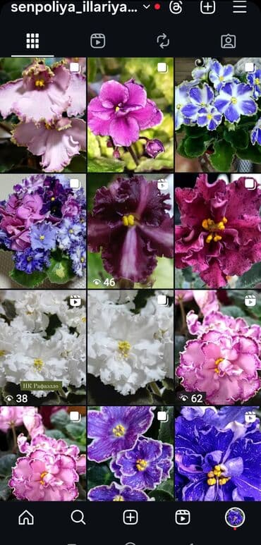 купить луковицы тюльпана: В продаже трейлерные (ампельные и кустовые)фиалки: детки, стартеры(от — 30