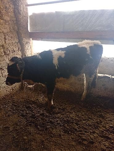 Продам с/х животных: Продаю | Тёлка | Полукровка | На откорм | Привязанные — 2