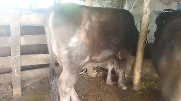 ангус купить: Продаю | Бык (самец) | На откорм | Привязанные — 1