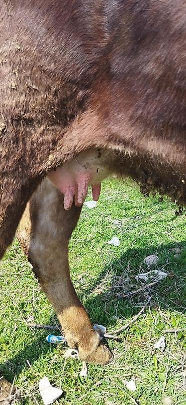 брама лаванда: Продаю | Корова (самка) | Для молока — 4