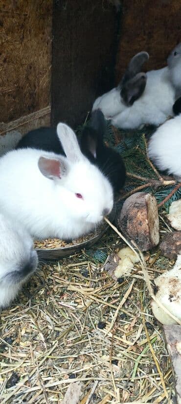 калифорнийские: Продаю | Крольчата | Калифорнийская, Новозеландская, НЗК | Для разведения — 6