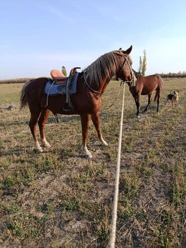 ит рабочий: Продаю | Жеребец | Рабочий | Осеменитель — 1