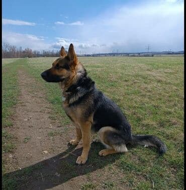 Вязка собак: Немецкая овчарка, 6 месяцев, Самец, С прививкой — 1