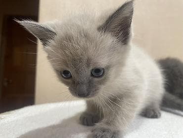 fish eye: Сиамская, 1 месяц, Мальчик, Метис — 1