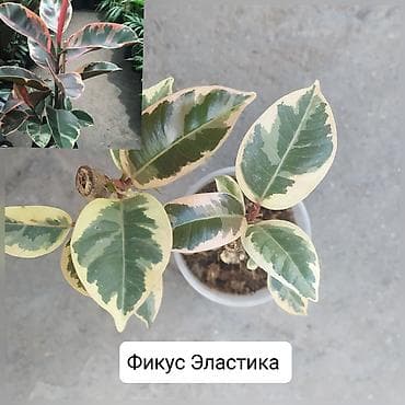 теплицы петуньи: Срочно продаю цветы — 6