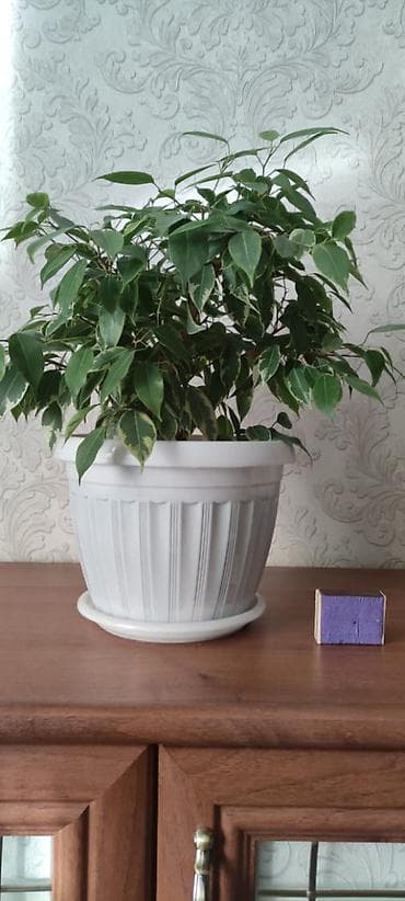 комнатные растения даром: Продаются цветы для дома и офиса. Не требуют особого ухода. цена — 9