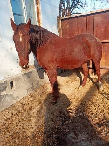 Продается американский четвертьмильный жеребец, подробная информация