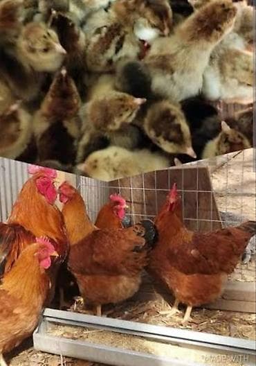 Животные: Продаю | Инкубационные яйца, Петух, Куры | Кучинская | На забой, Для разведения, Несушки — 7