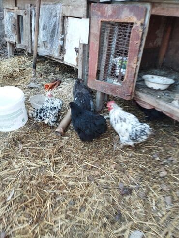 диффенбахия растения: Продаю карликовых кур цены от 600 до 800 сом — 7