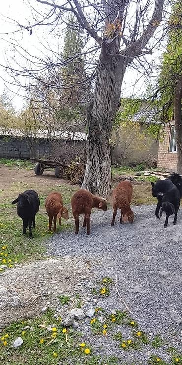 Продаю | Овца (самка) | Для разведения