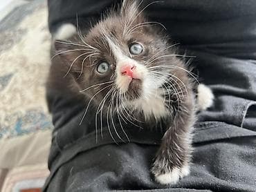 британские котята в дар: Срочно продаю котенка Очень умный, знает латок на 5+ игривый, спит — 1