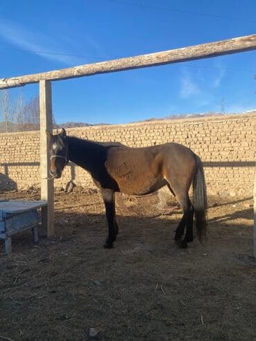 Мышыктар: Сатам | Бээ (ургаачы) | Жумушка | Мерин — 2