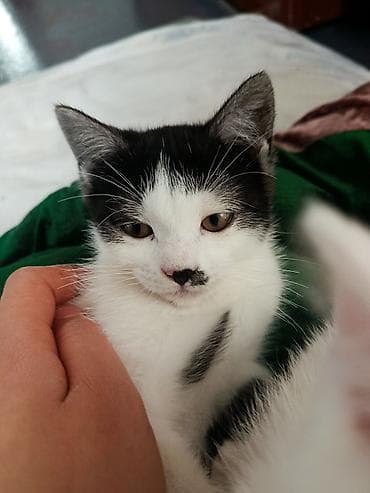 шотландская кошка черная: Скотиш Страйт (Шотландская прямоухая), 4 месяца, Девочка, Биколор, Метис, Приучена к лотку, Проглистована — 1