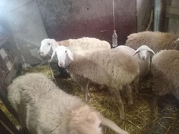 коты сфинкс: Продаю | Овца (самка) | Романовская | Для разведения | Ярка — 5