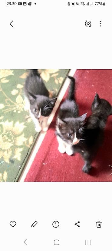 котяты: Кошка даром: Гималайская, 2 месяца, Девочка, Приучена к лотку — 9