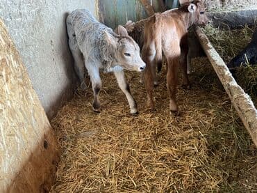 продажа вислоухих шотландских котят: Продаю | Музоо, торпок | Швицкая | Для разведения — 5