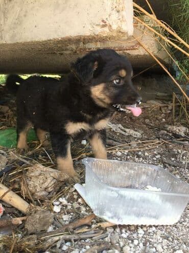 животные ош: Здравствуйте. Можете пожалуйста по просьбе. Иссык-Куль. Центр Отдыха — 1