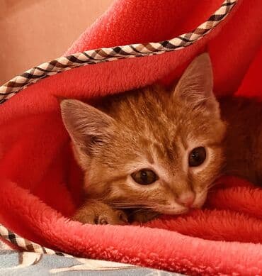 бренд вещи: Плед, Все сезоны, Плюшевый — 5