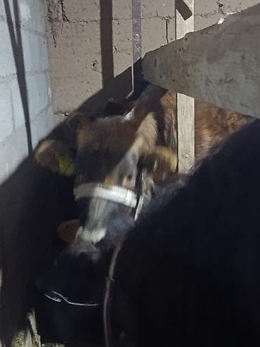 Продаю | Тёлка, Музоо, торпок | Полукровка, Ангус, Алатауская | На откорм, На забой, Для разведения | Племенные