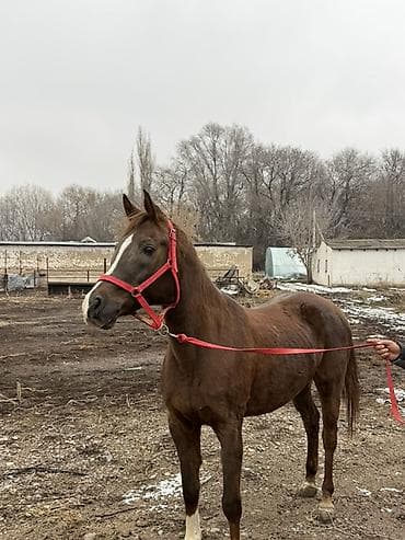 Корма для с/х животных: Продаю | Кобыла (самка) | Арабская | Конный спорт, Для разведения, Рабочий — 1