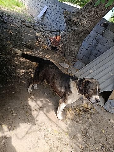 сеамская кошка: Собака даром: Алабай, 3 года, Самец, С прививкой — 6