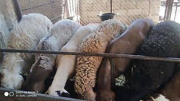 афганская порода овец: Продаю | Баран (самец) | На забой — 1