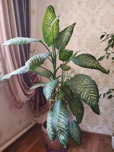 диффенбахия купить: Диффенбахии — 10