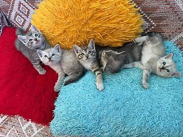 отдам котят в добрые руки бишкек: Отдаю котят в добрые руки 🤗 Мама на половину — 1