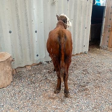 Товары и оборудование для с/х животных: Продаю | Бык (самец) | На откорм | Привязанные — 1