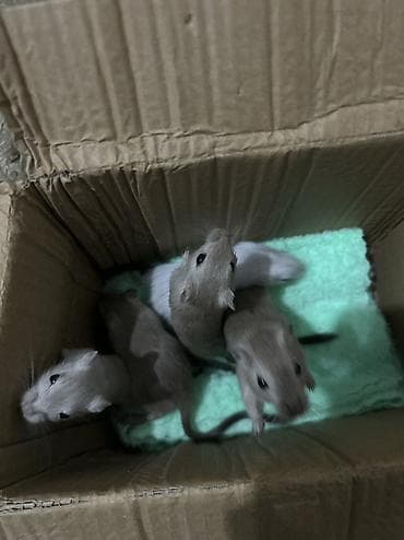 Грызуны: Продаю малышей монгольской песчанки. Возраст 2 месяца. Всего 5 — 4