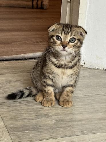 Осталось 3 котёнка! 2 девочки и один мальчик! папа бенгал. мама