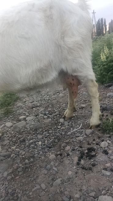 уй кой: Продаю | Коза (самка) | Для молока | Племенные — 6