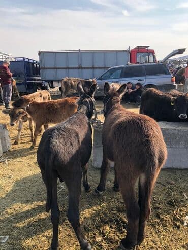 продажа домашних животных: Ослы, пара молодняка Описание: - На продаже пара ослов (молодые — 3