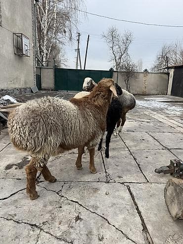 рыбы купить: Продаю | Овца (самка) | На забой, Для разведения — 4