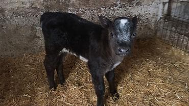 животные в добрые руки: Продаю | Тёлка | Бельгийская | На откорм, Для разведения | Искусственник — 7