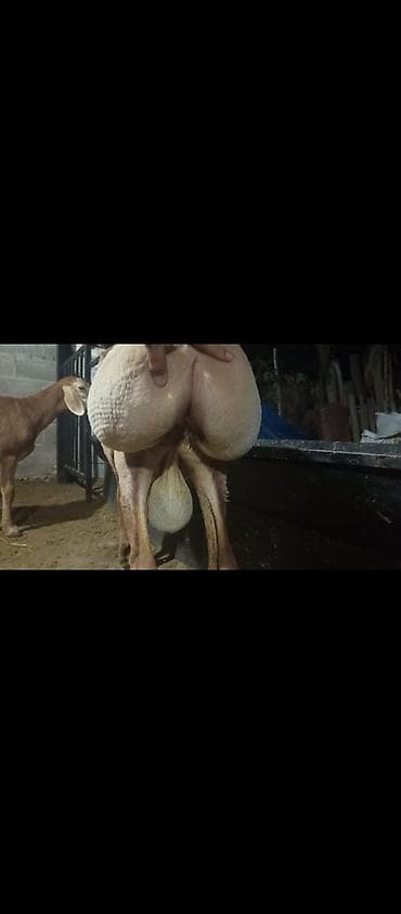 тюки беде: Продаю | Баран (самец) | Арашан | Для разведения | Осеменитель — 5