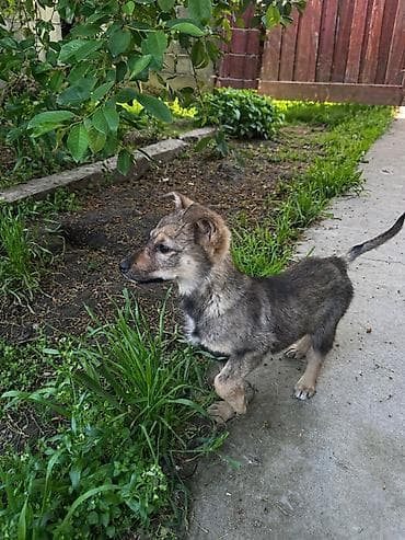 отдам животных в хорошие руки: Собака даром: 3 месяца, Самка — 2