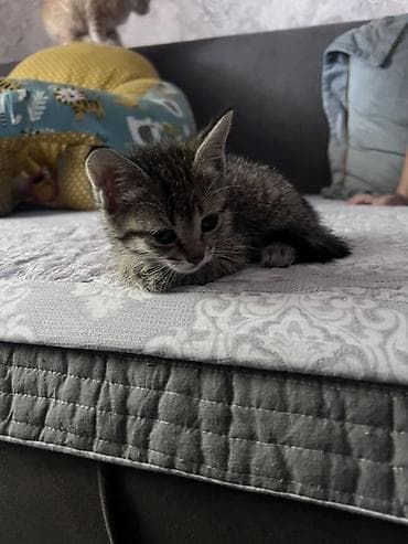 Кошки: Котята, из трех малышей: - Окрасы: черепаховый (почти черный с — 2