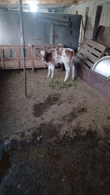 Грызуны: Продаю | Музоо, торпок | Для разведения, Для молока — 3