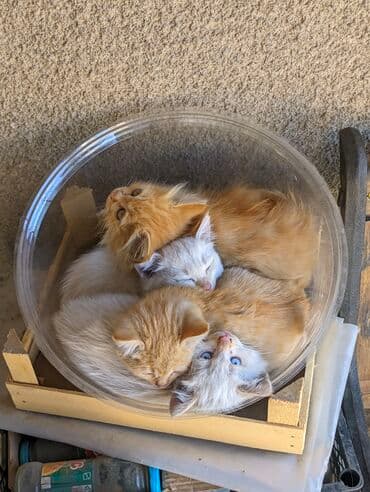 carters для мальчика: Котята, домашние, игривые. Описание: - Окрас: рыжий и кремово-белый — 10